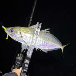 大阪市アジング