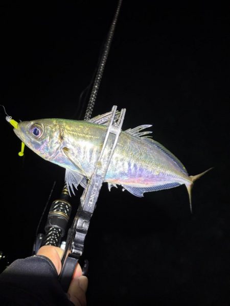 大阪市アジング