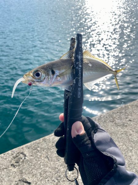 デイアジングで入れ食い