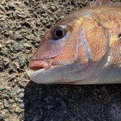 冬の遠投カゴ釣り