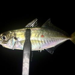 ポイント調査!!