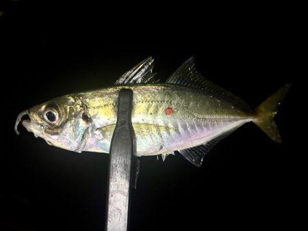 ポイント調査!!