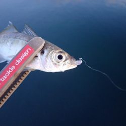 ちょこっとアジング