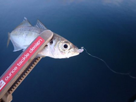 ちょこっとアジング