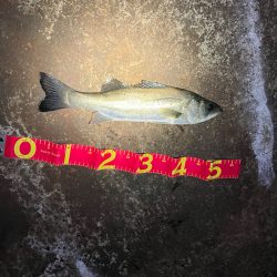 年内最後の釣行成功!