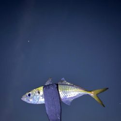 大アジ釣れています