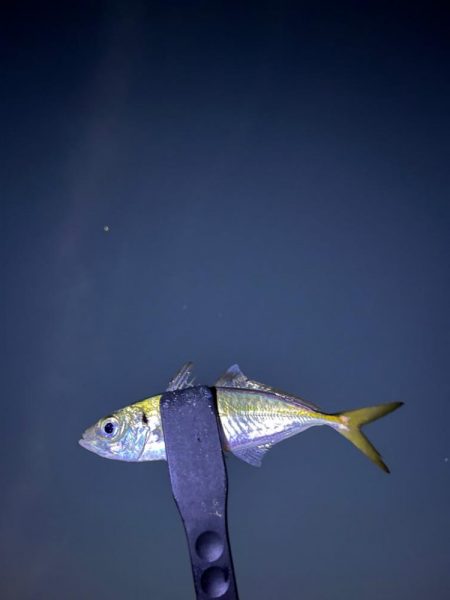 大アジ釣れています