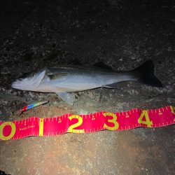 相性の悪かった丹頂鶴やっとキタ!