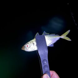 大アジ　回遊しています