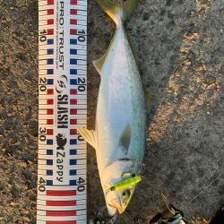 12月でも青物！