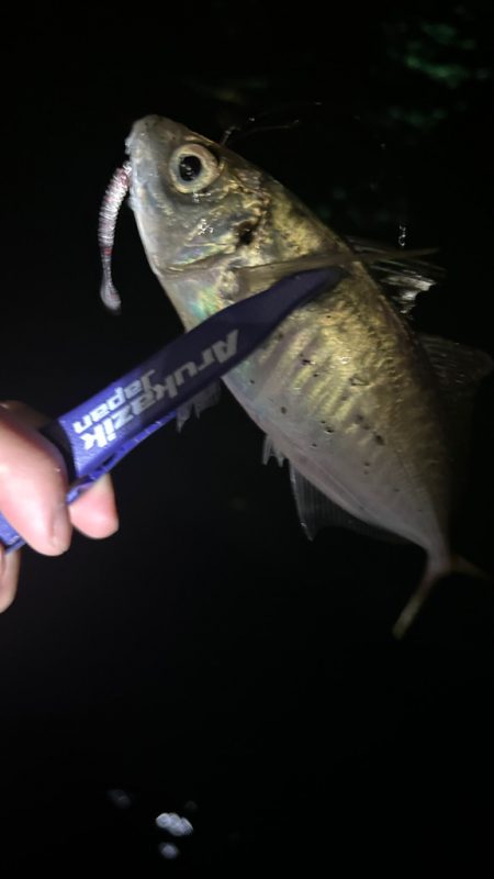 週末爆風アジング