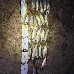 アジング大爆釣！