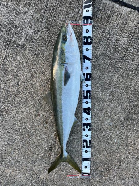 ブリ釣れてます