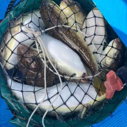 大阪湾カットウ