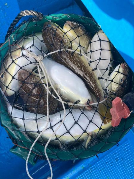 大阪湾カットウ