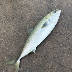 荒れた時はモンスターショット!