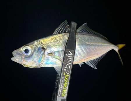 夜な夜な夜な夜な夜な夜なアジング