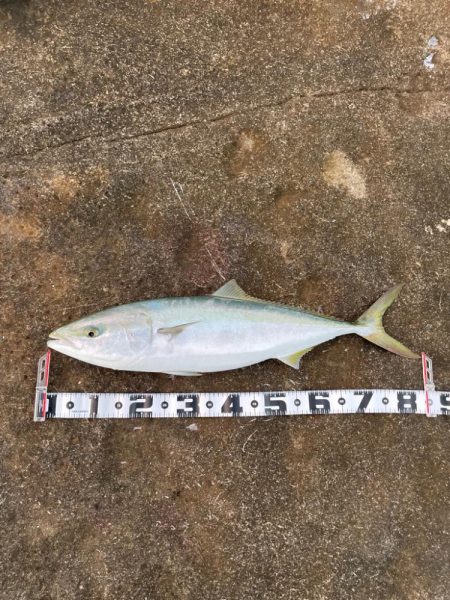 メモリアルフィッシュ