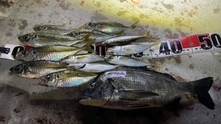 小型も狙えるようにハリ小さくした方が良さそ…