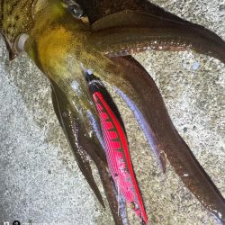 12月でも釣れてる