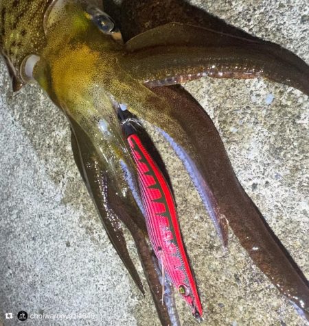 12月でも釣れてる