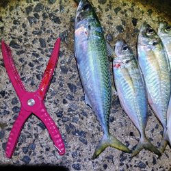 アジングで尺アジと40cmサバ