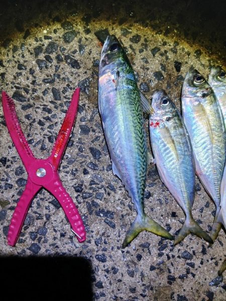 アジングで尺アジと40cmサバ