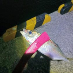 寝坊した アジング