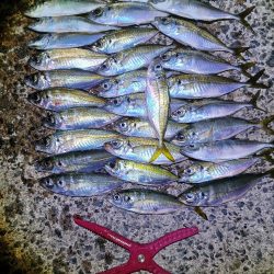 爆釣　アジング