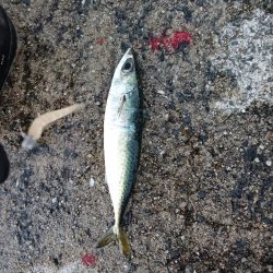 アジング 朝と夕方です。