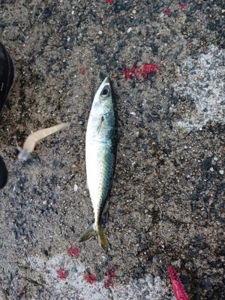 アジング 朝と夕方です。