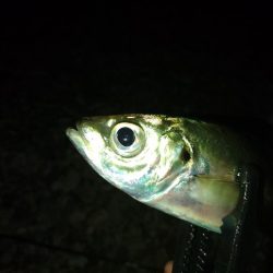 風裏フロートゲーム~