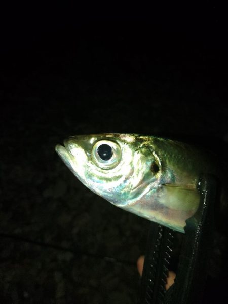 風裏フロートゲーム~