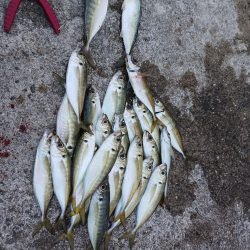 釣り納め アジング 尺有