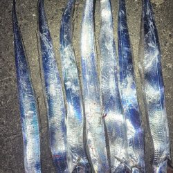 一応まだ回遊は、ありまぁす！