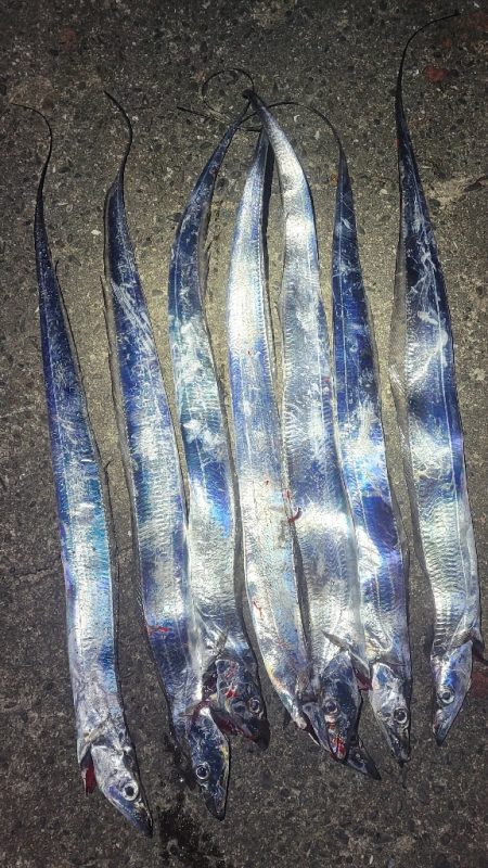 一応まだ回遊は、ありまぁす！