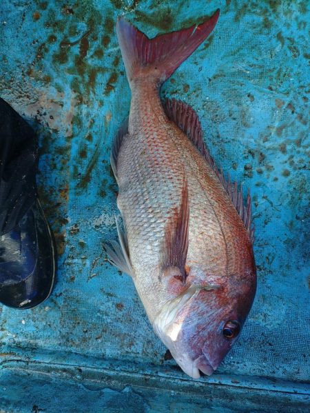 いわき・古峯丸でのマダイジギング
