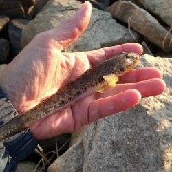 はぜ～夕方は？