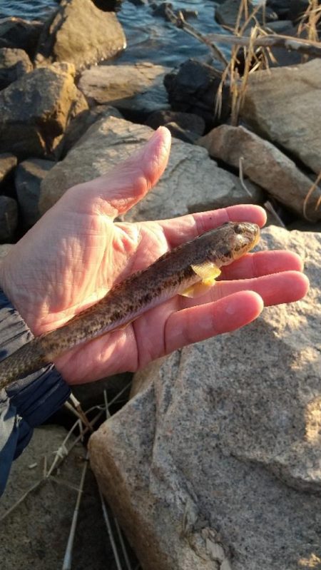 はぜ～夕方は？