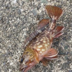 ガシラ~リベンジ