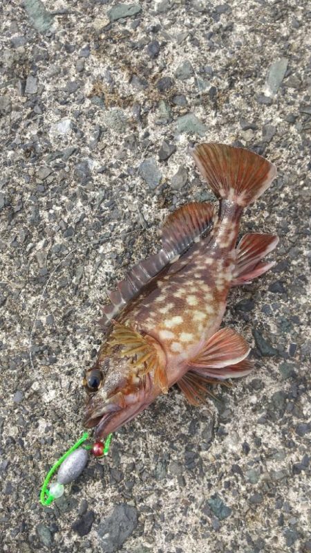 ガシラ~リベンジ