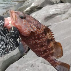 海釣り~ファイナル