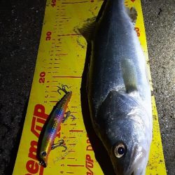 楽しい時期が来ましたね!