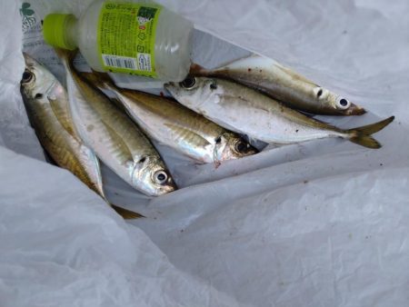 小アジ 甲イカ(お)