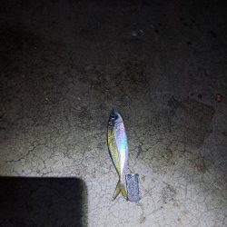 夜明け迄の勝負!