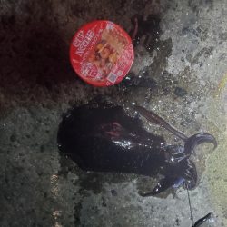 風強くなる前に、行って来ました。