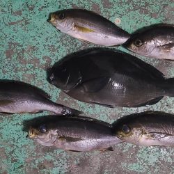 和歌山県串本須江(浜勝渡船)でグレ釣り