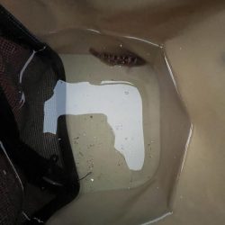 カレイ撃沈!イソベラと遊ぶ