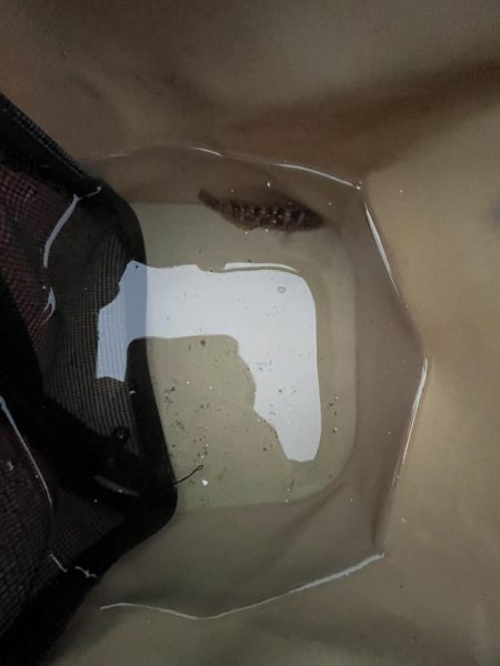 カレイ撃沈！イソベラと遊ぶ