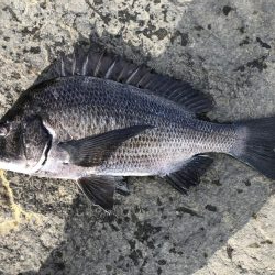 イチノ兄弟、釣果!